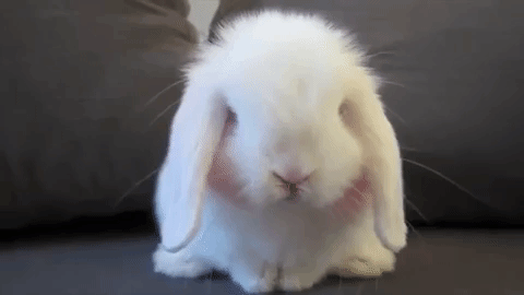 10-adorable-rabbit-gifs.gif