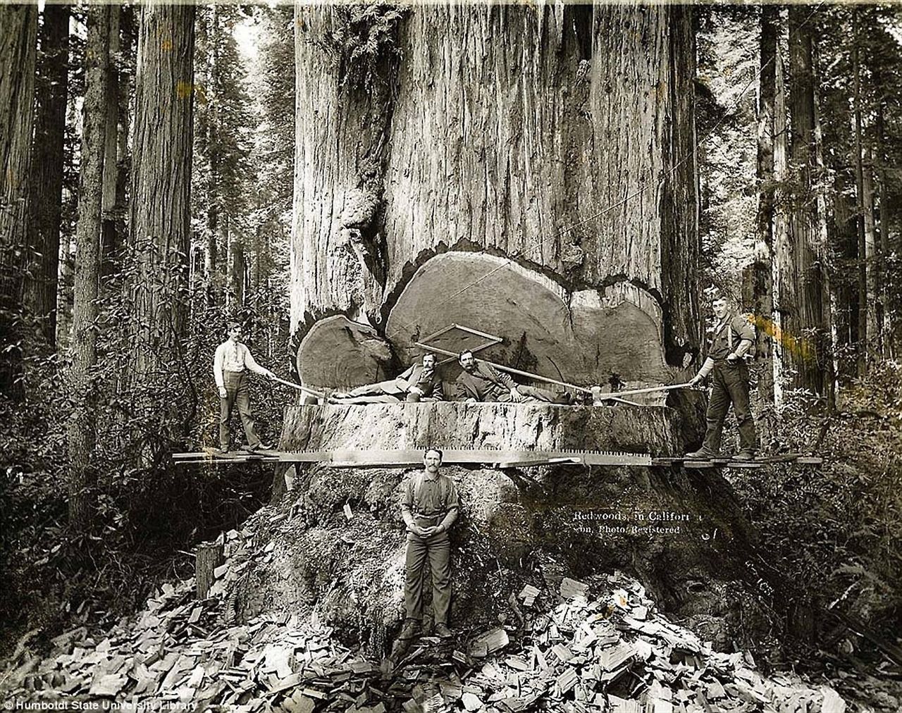11 Loggers and the giant Mark Twain redwood cut down in California, 1892.jpg