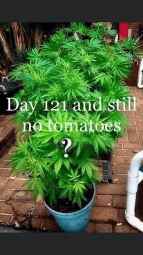 1595245269503.png