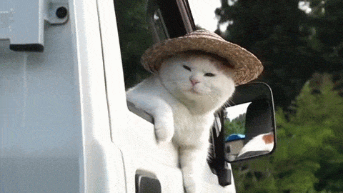 1678996168401171.gif