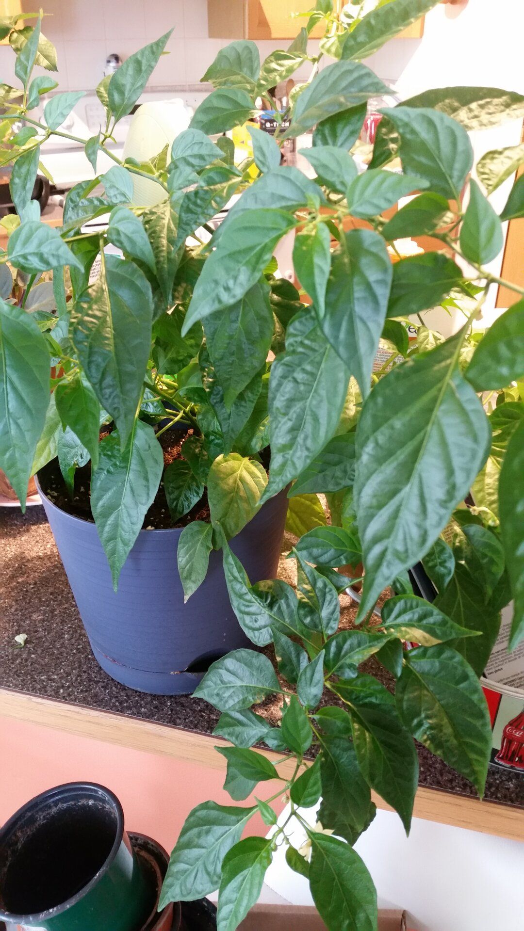 20190607_165419.jpg