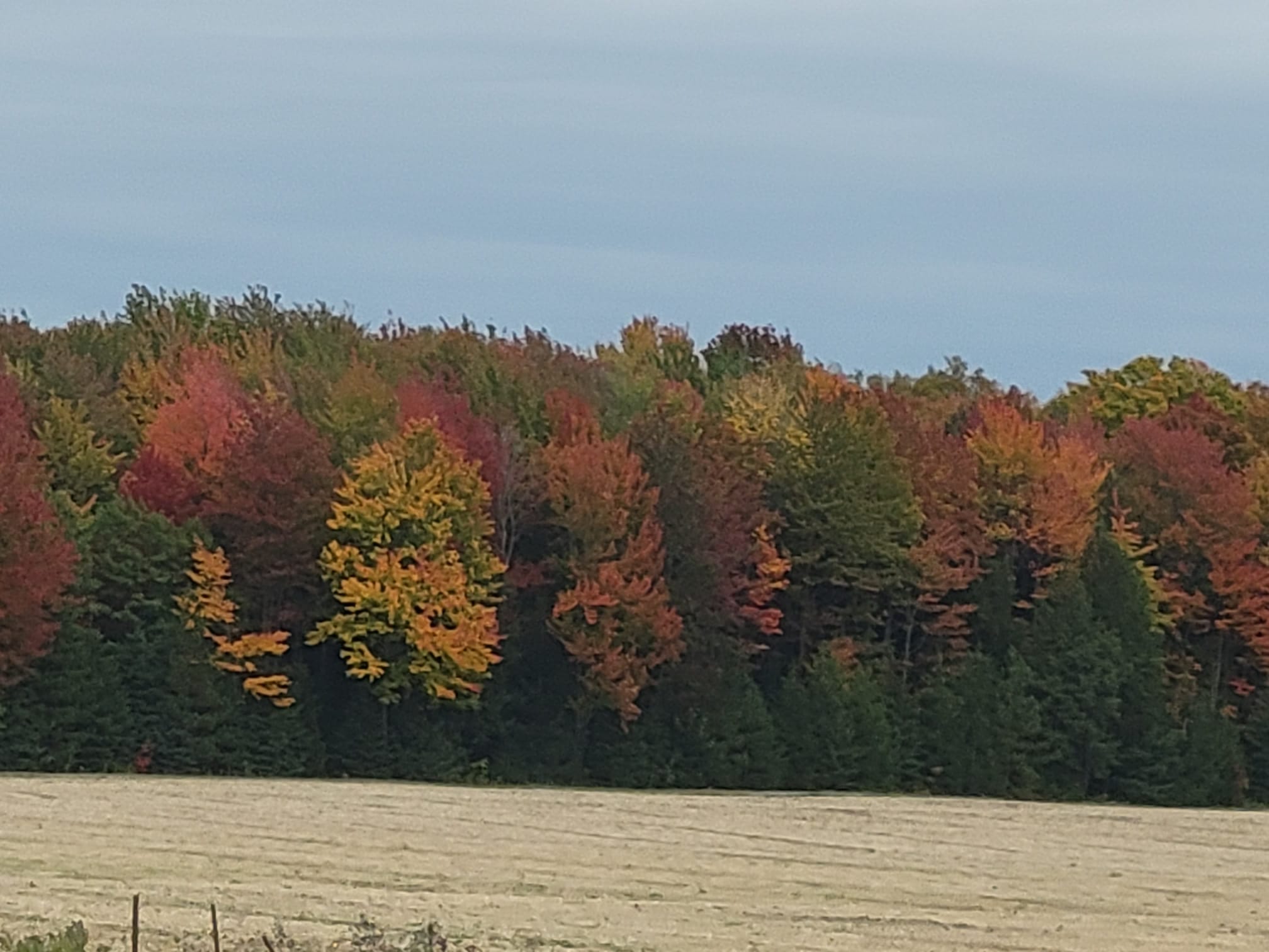 84ED315B-48B4-4C34-AB63-E564FAA02AEC.jpeg