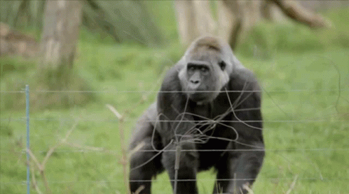 ape-shite.gif