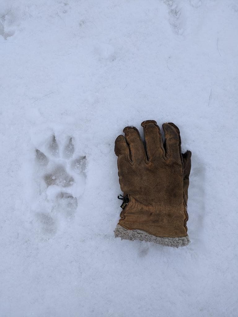 bigfoot.jpg