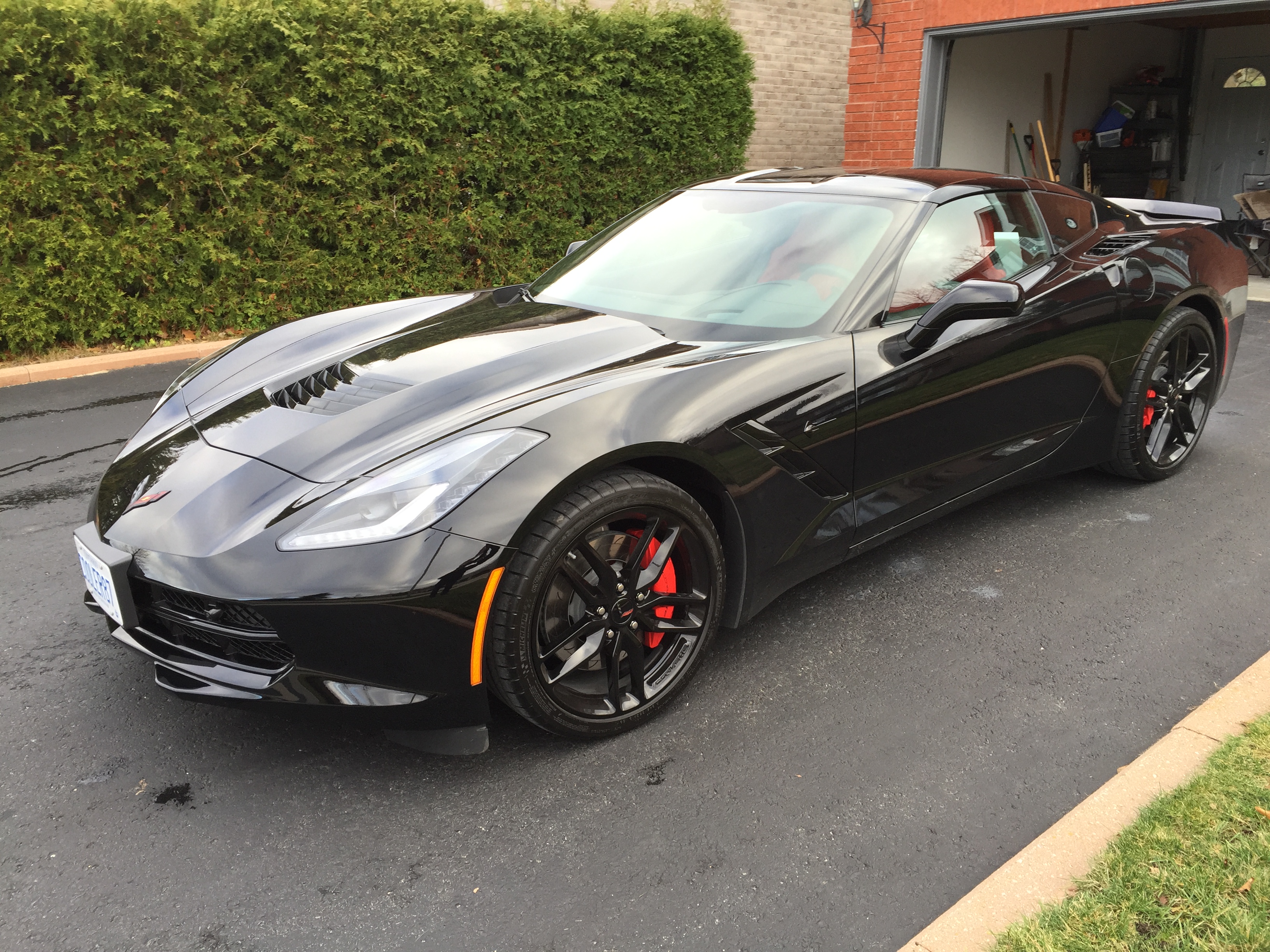 Black Beauty New Delivery