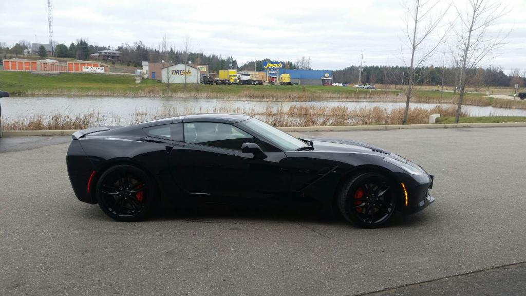 Black Beauty New Delivery