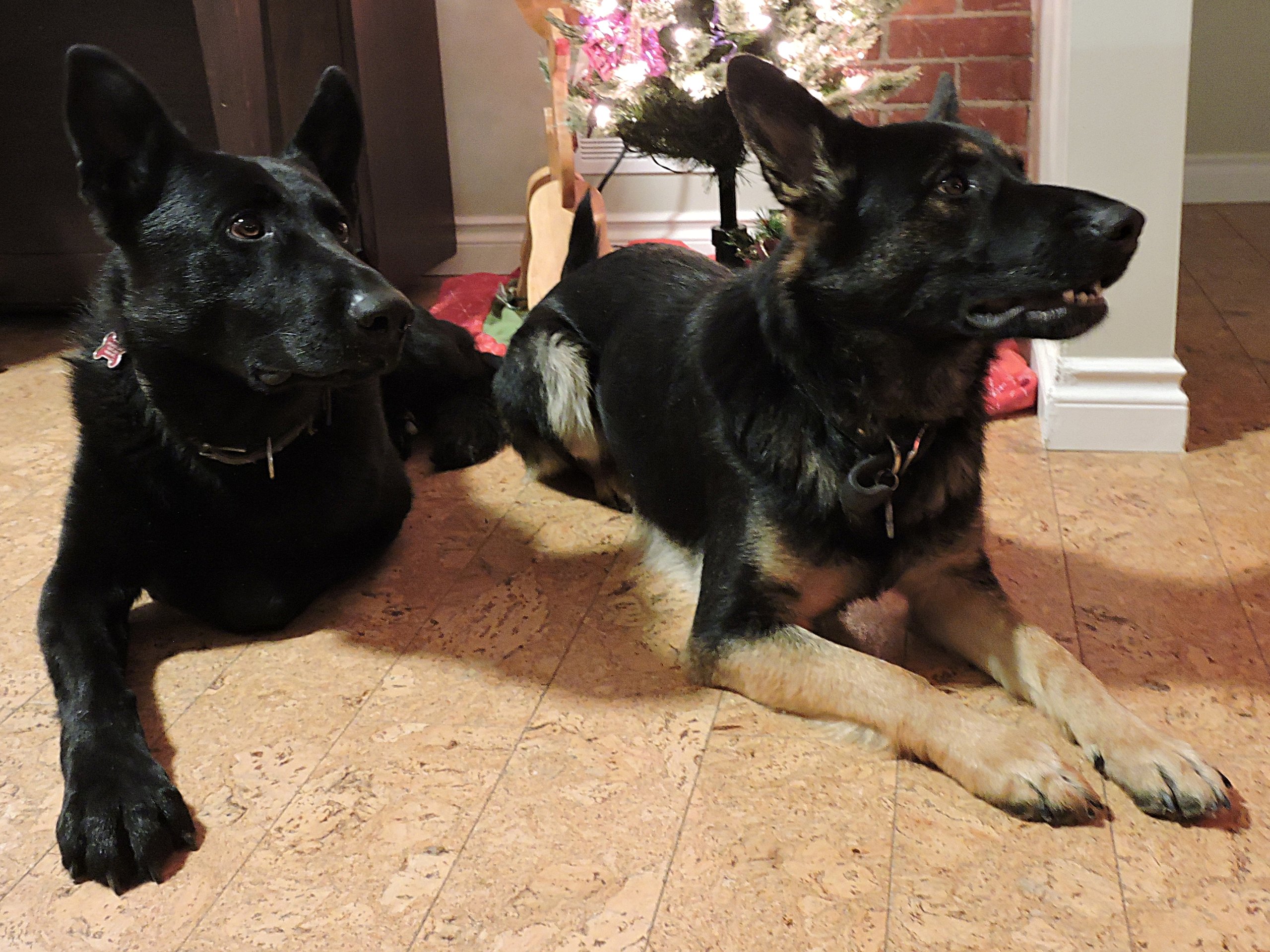 Bravo and Quinn xmas.jpg