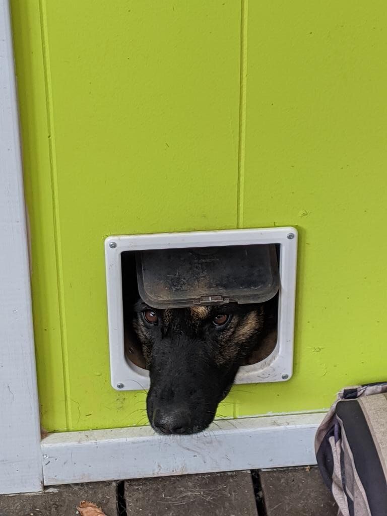 cat door.jpg