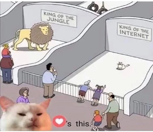 Cat-Meme-2.webp