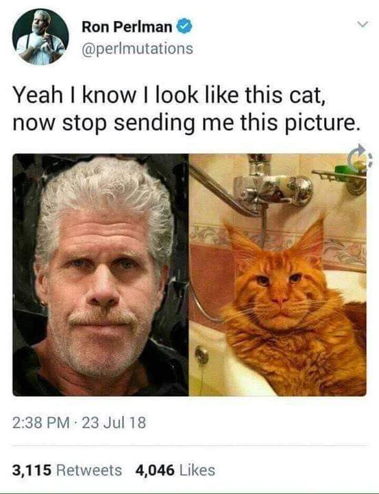 Cat-Meme-42.webp