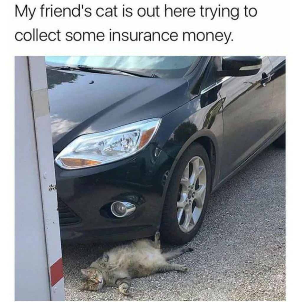 Cat-Meme-75.webp