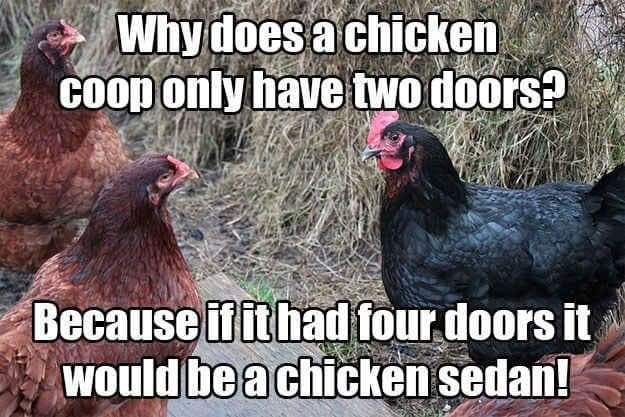 Chicken question.jpeg