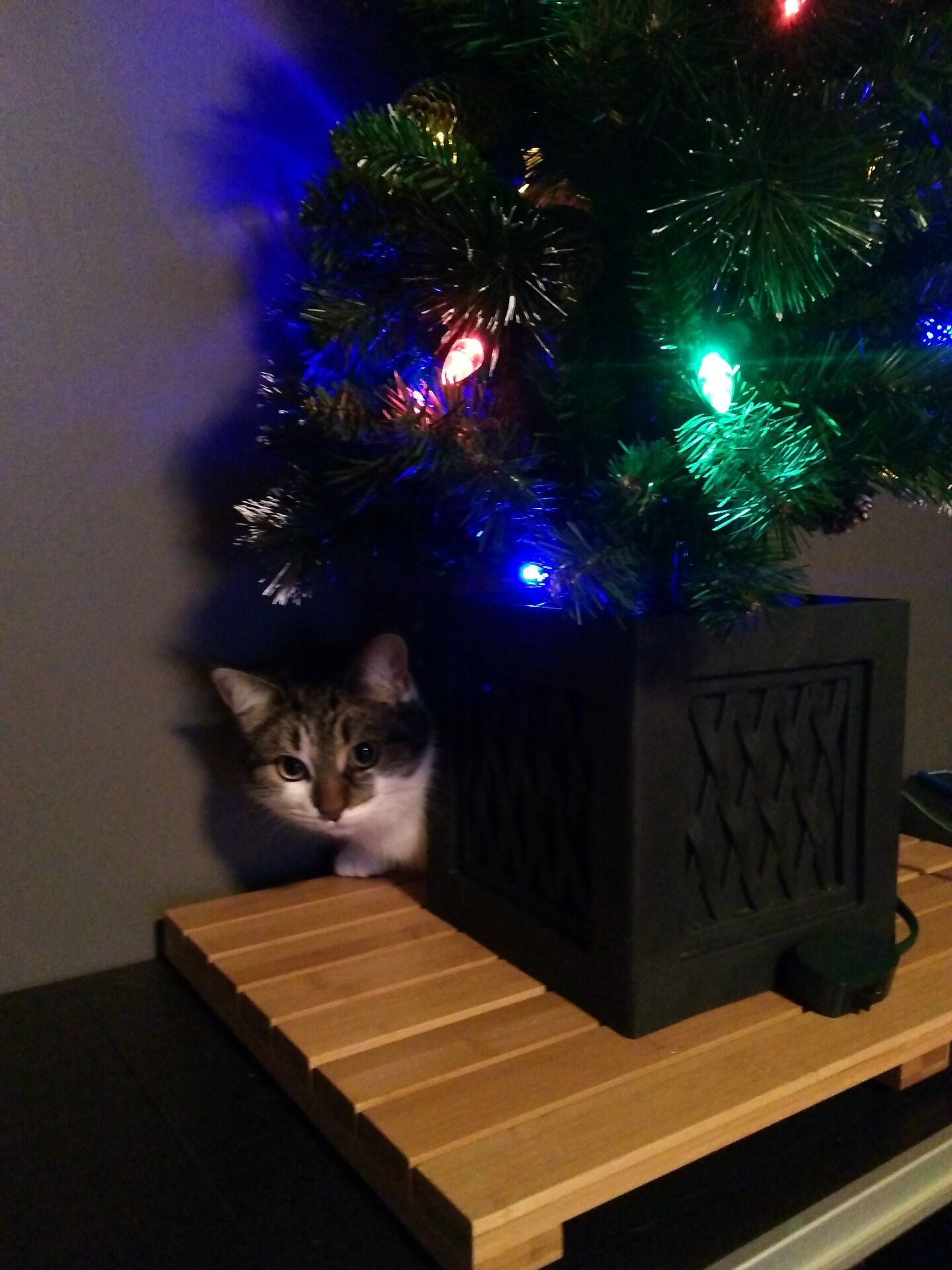 Christmas cat (5).jpg