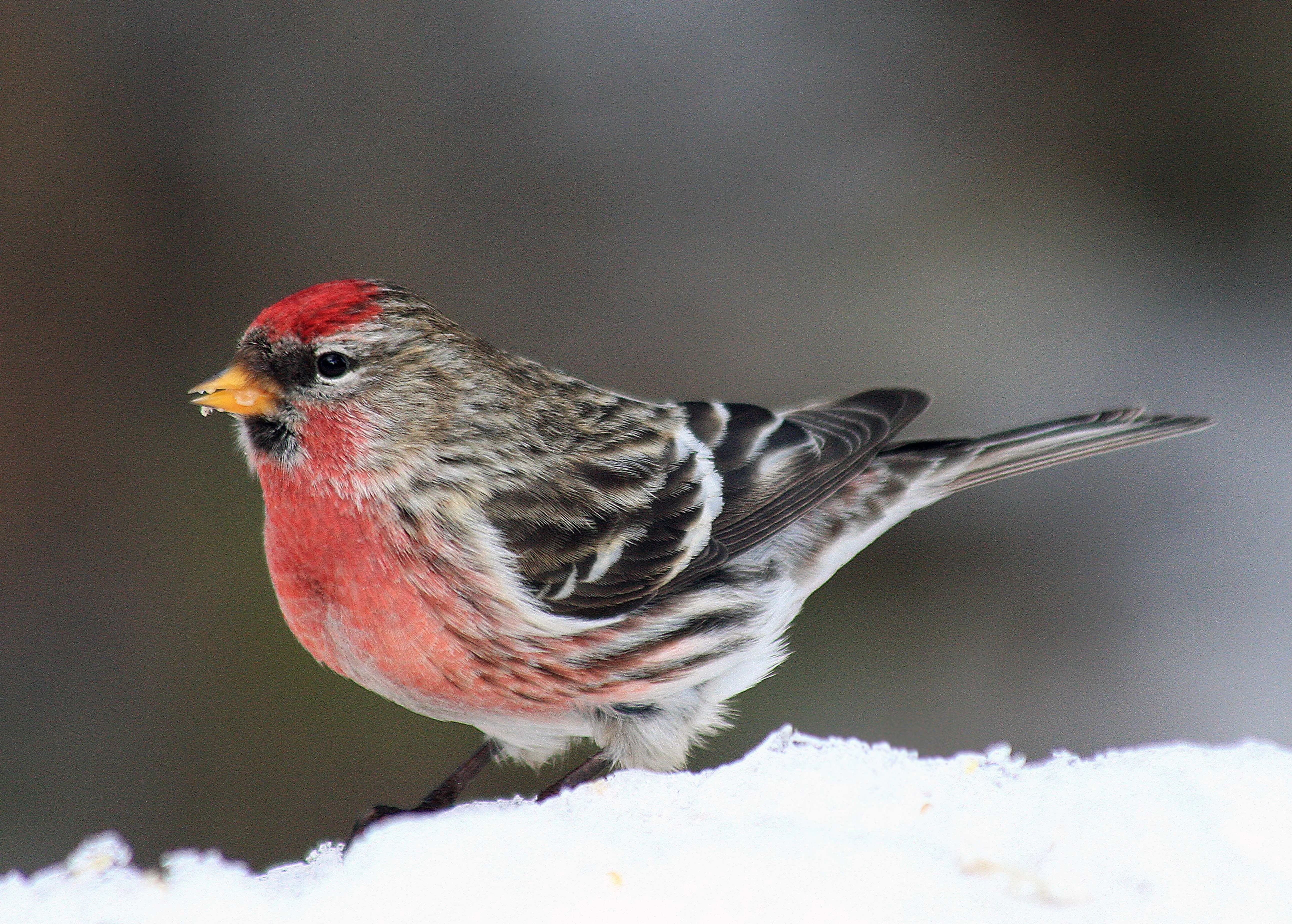 Common_Redpoll_male_Judy_Eberspaecher_Ontario_n609_2011-2124025526.webp