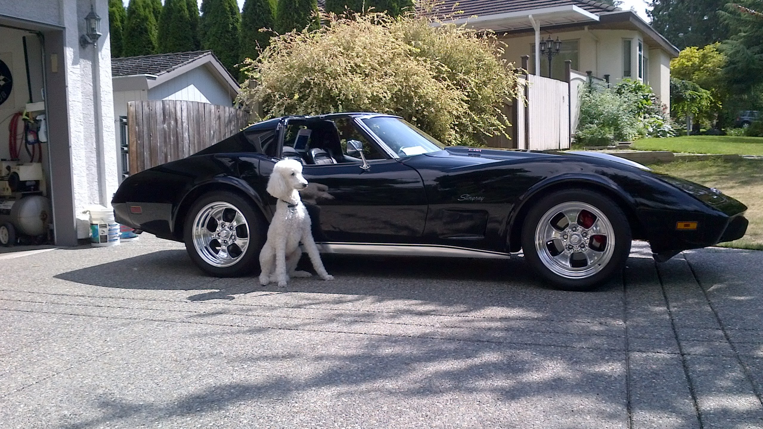 DELCO the Wonder Poodle