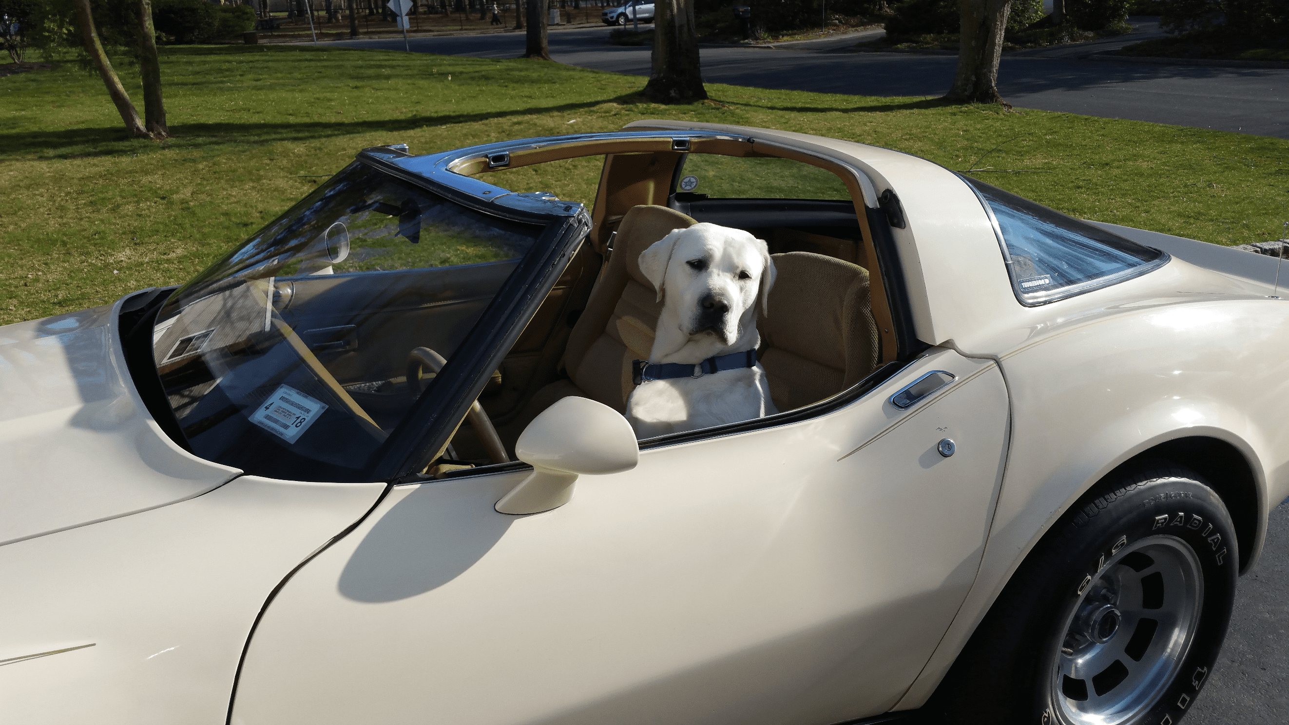 dogvette.png