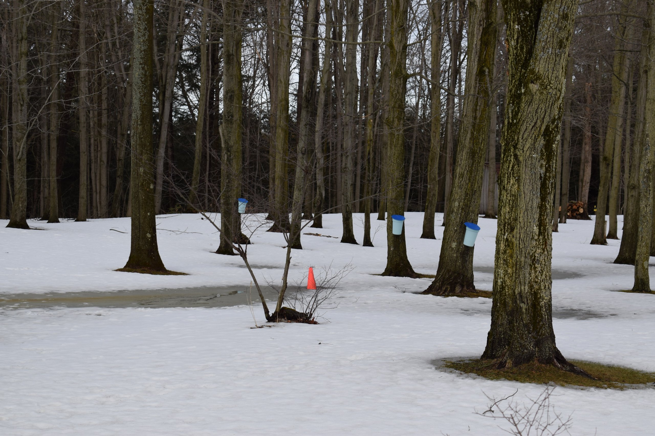 DSC_0176.JPG