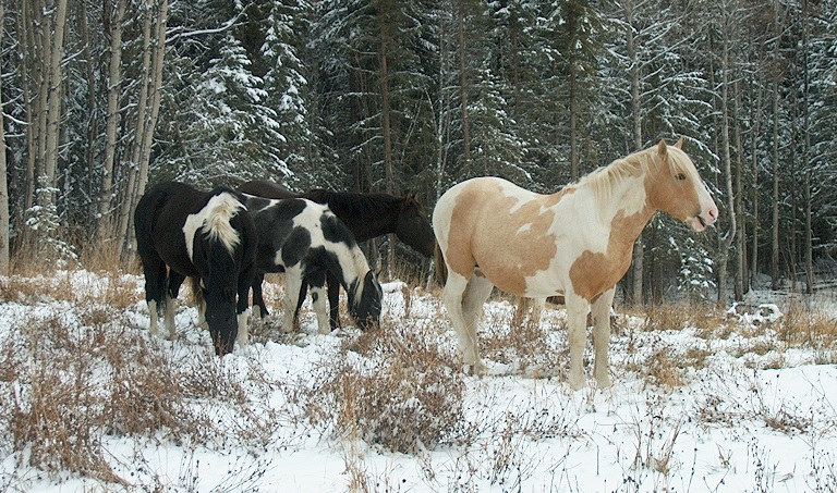 feral alberta horses.jpg