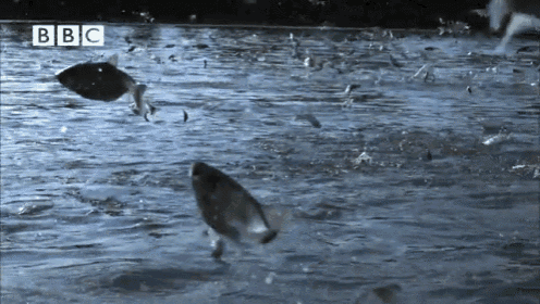 fish dance.gif