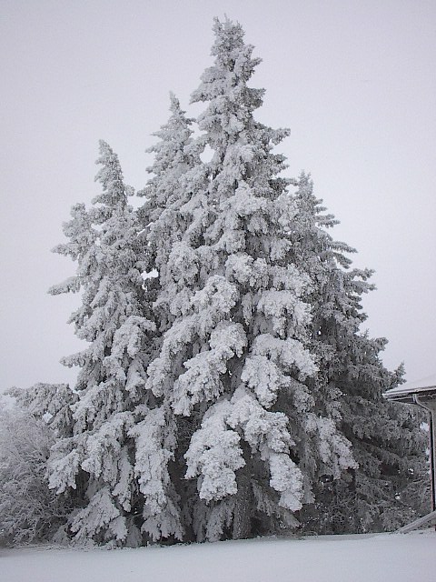 IM003263.JPG