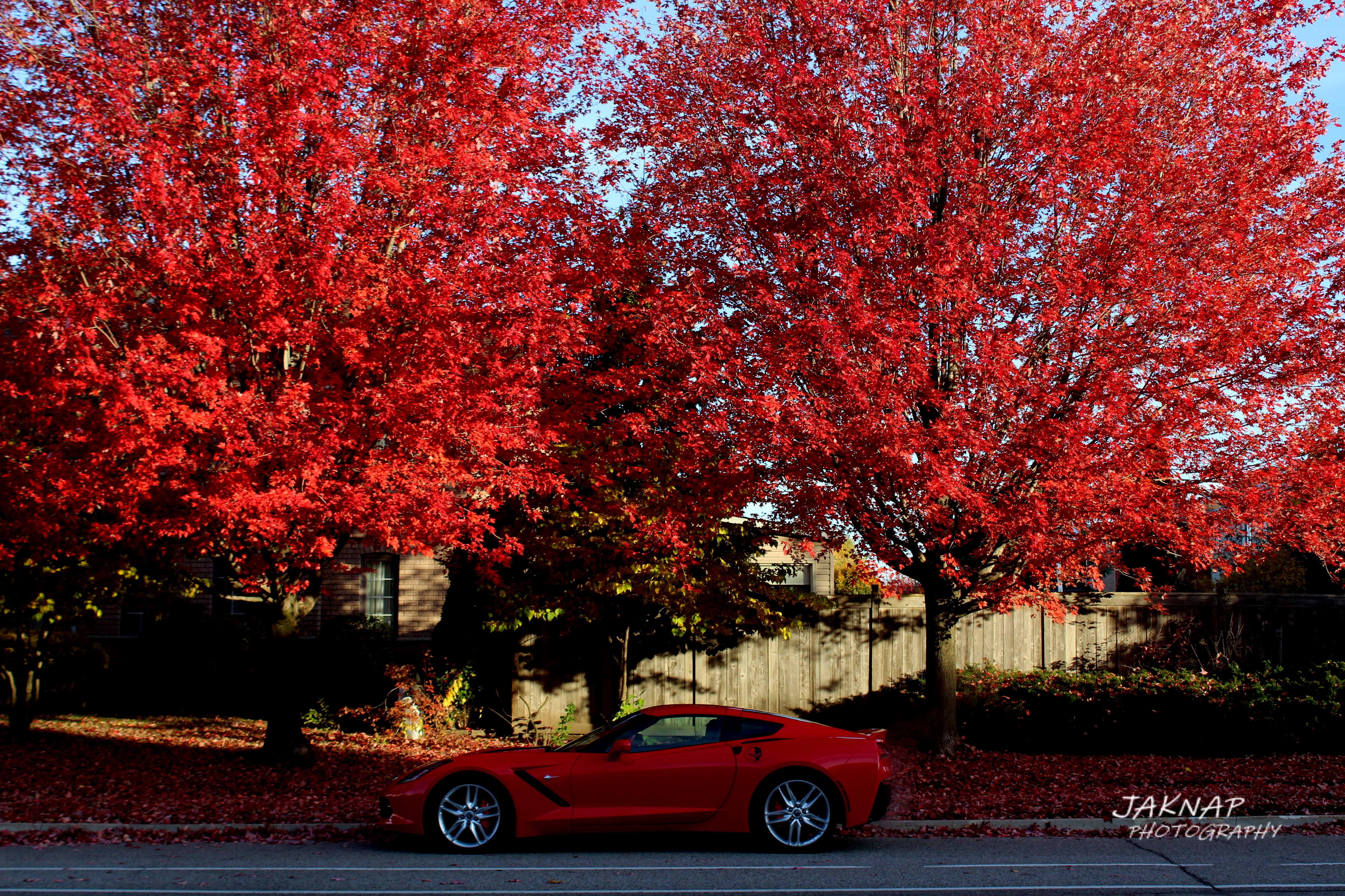 IMG_4512 and colour adjusted.JPG