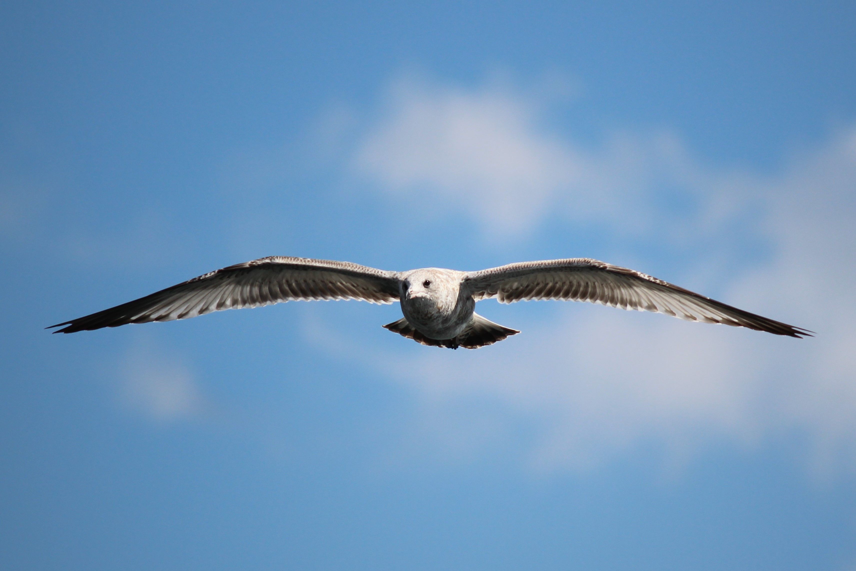 IMG_9353 cropped.jpg