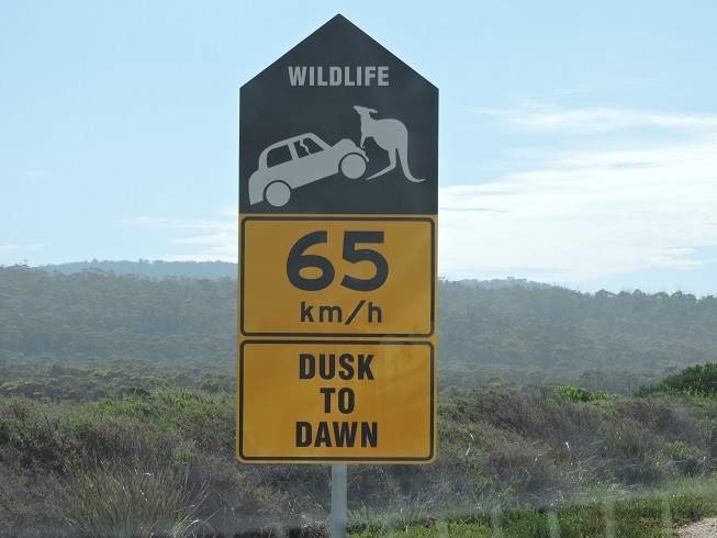 Kangaroo Lifting Cars