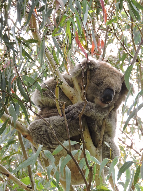 koala.jpg