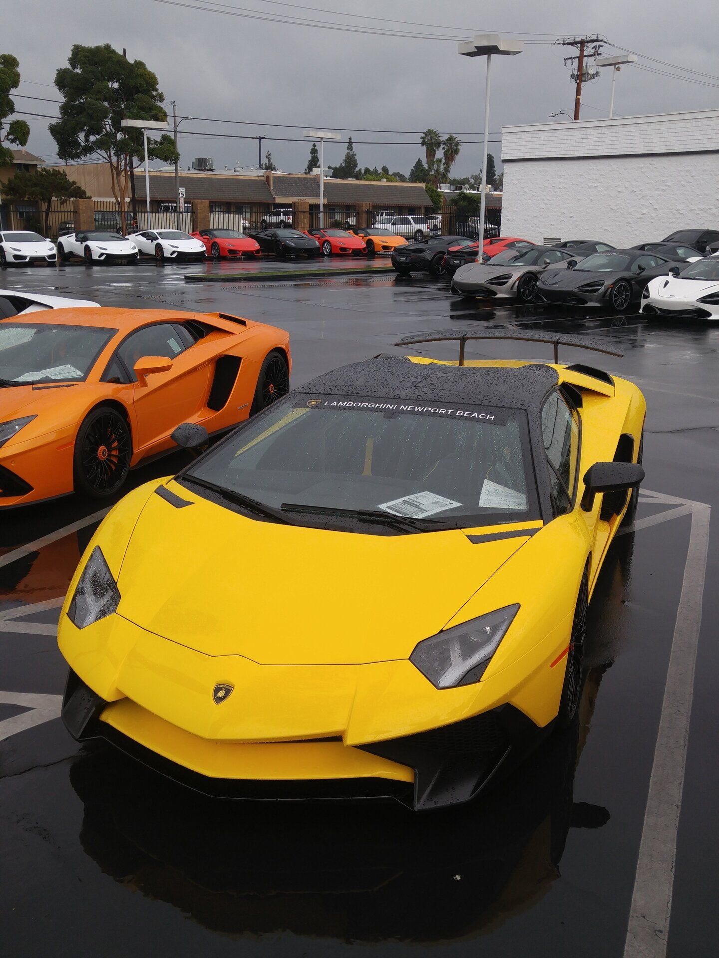lambo2.jpg