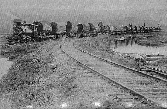 Logs on a train.jpg