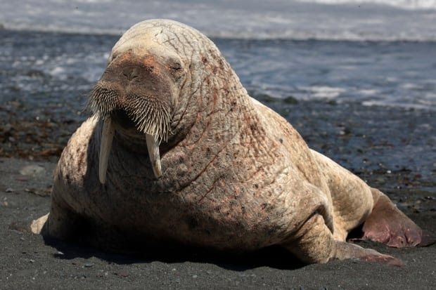 middle-cove-walrus.jpg