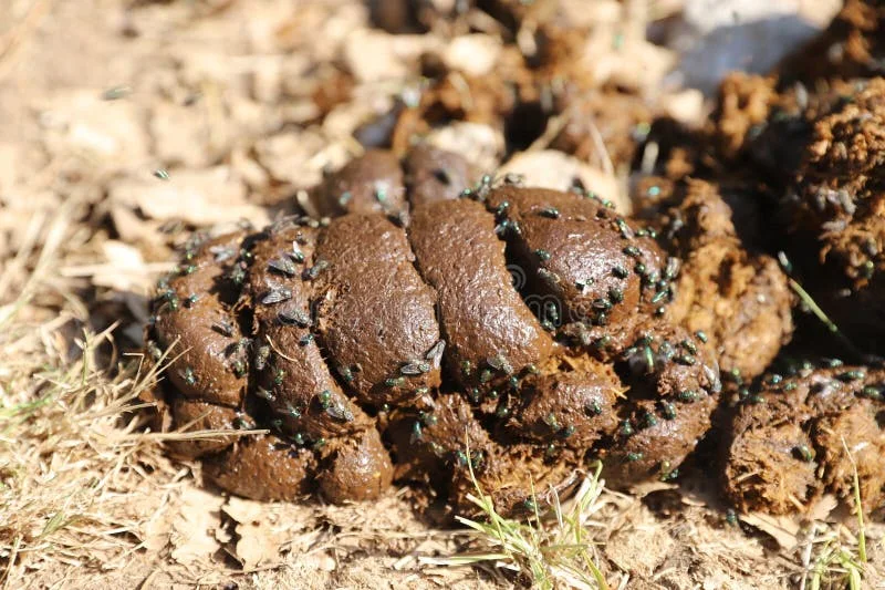 natural-fertilizer-pile-horse-manure-rural-pasture-fresh-smelly-horse-manure-droppings-many-f...webp