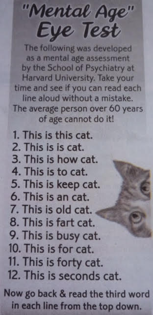 old cat.jpg