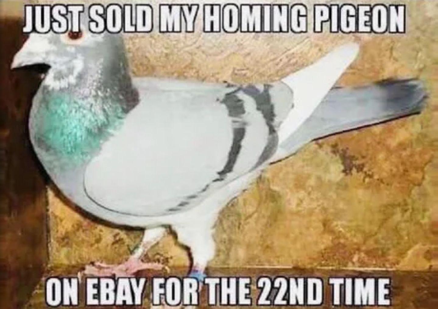 pigeon.jpg