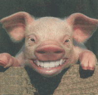 piggy.gif