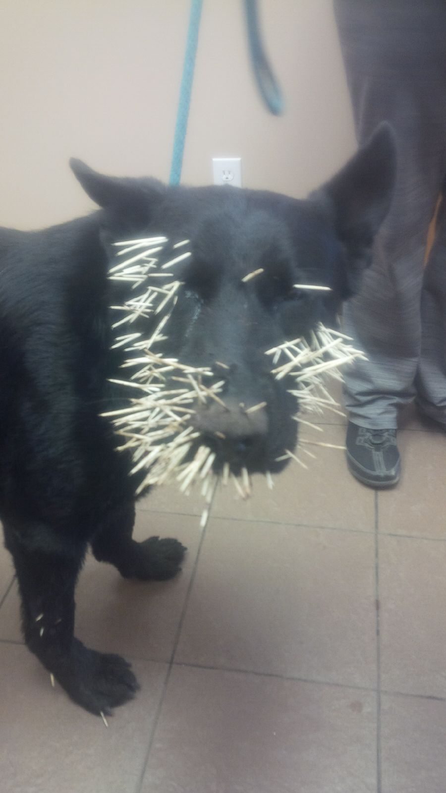quills bravo.jpg