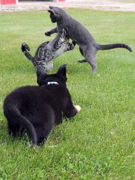 Quinn and kittens.jpg