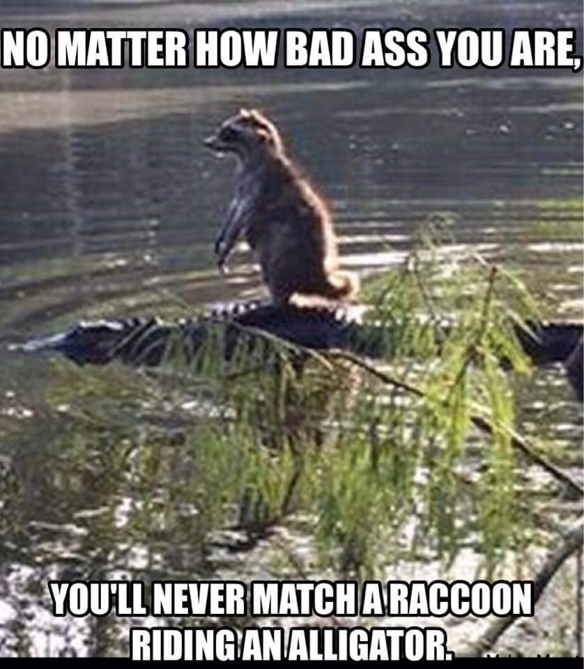 Raccoon alligator.jpg