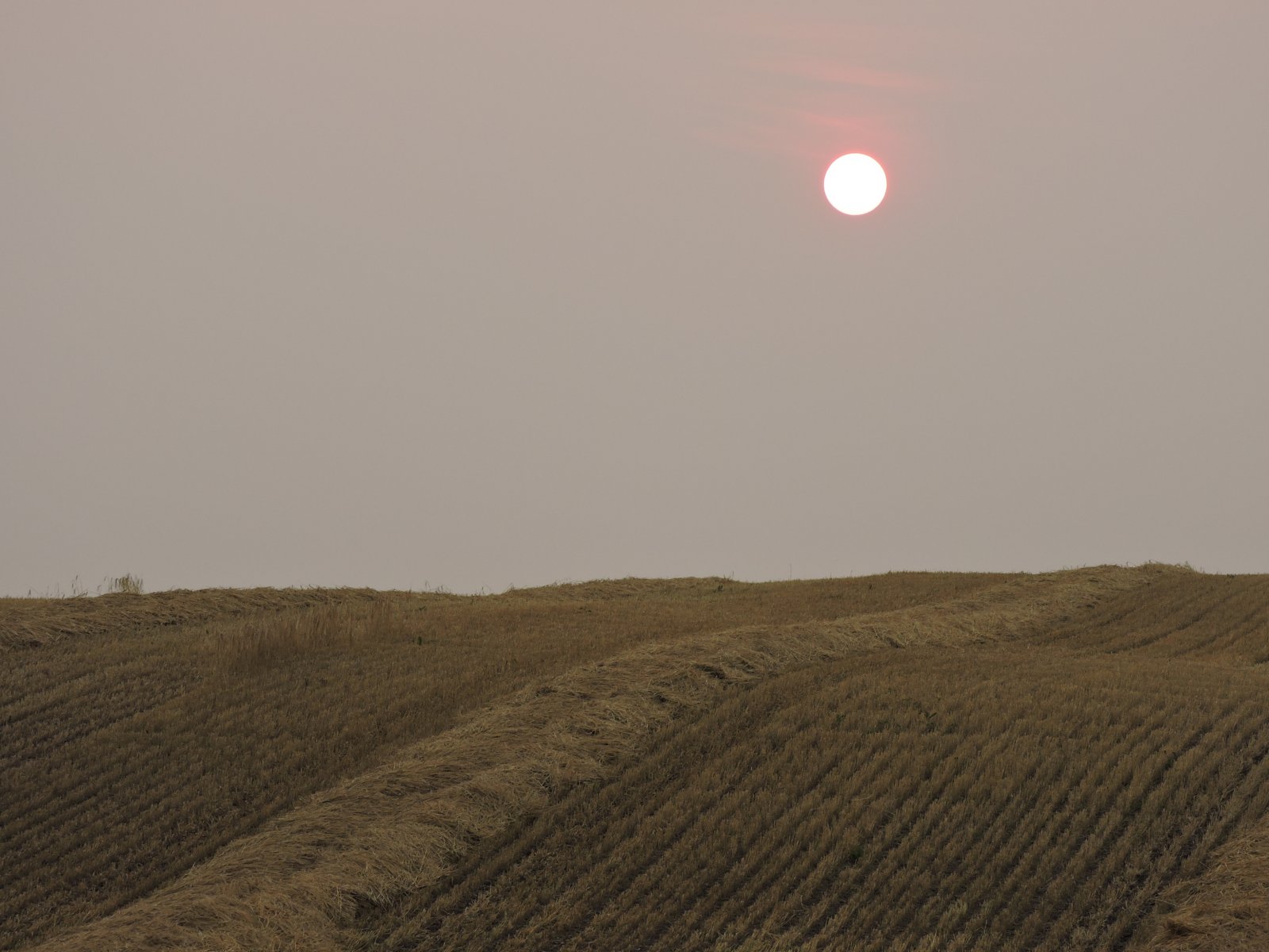 red moon harvest.jpg