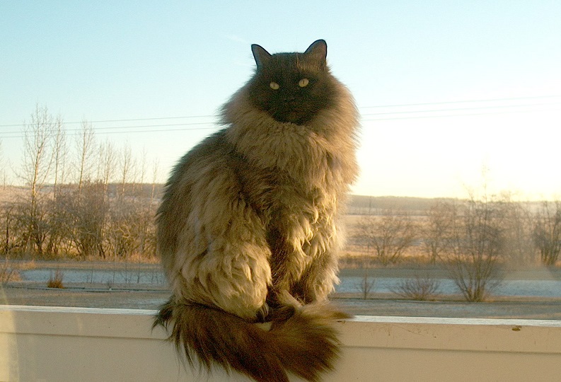 RRUUFF_cat_ Fletcher.jpg