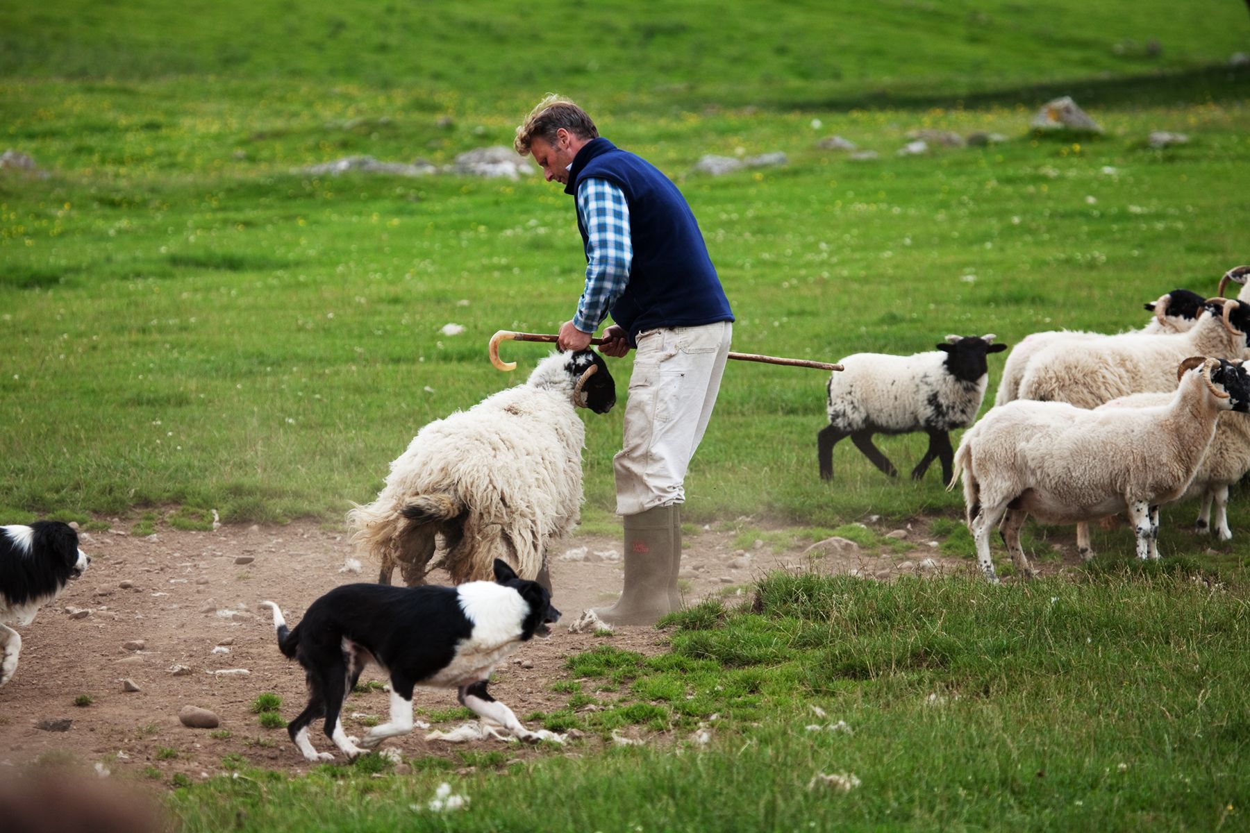 scotland-kincraig-sheepdog-herding-071218-az.jpg
