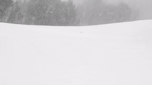 snow.gif