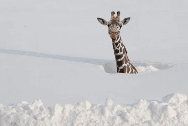 snow000.png