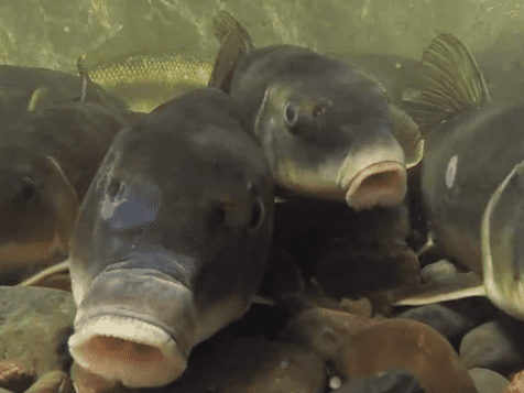 suckerfish.png