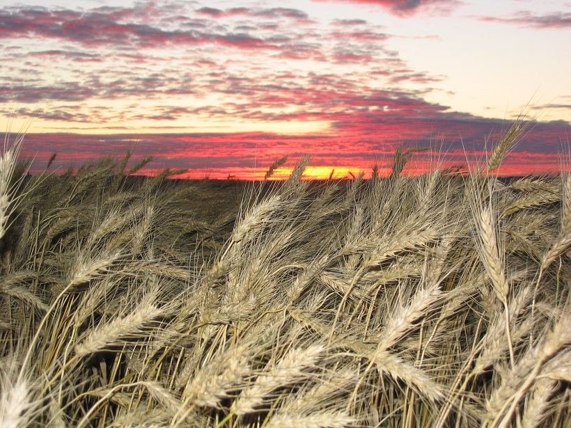 sunrise morning barley.jpg