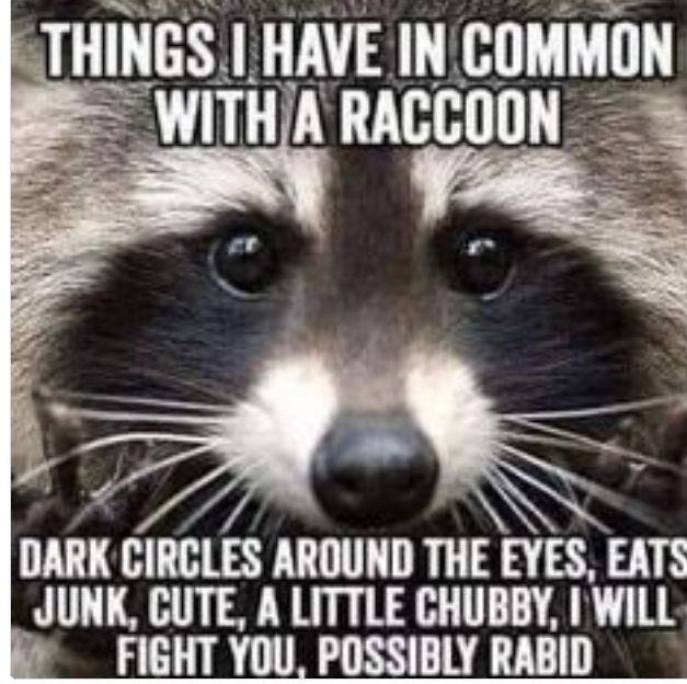 Things in common wth Raccoons.jpeg