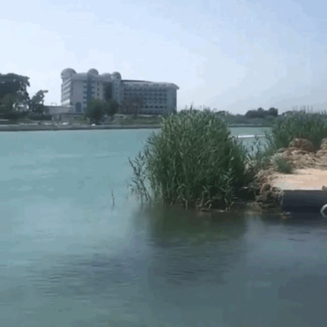 vette boat.gif