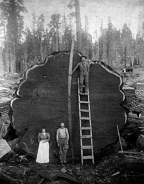 Woodcutters.jpg