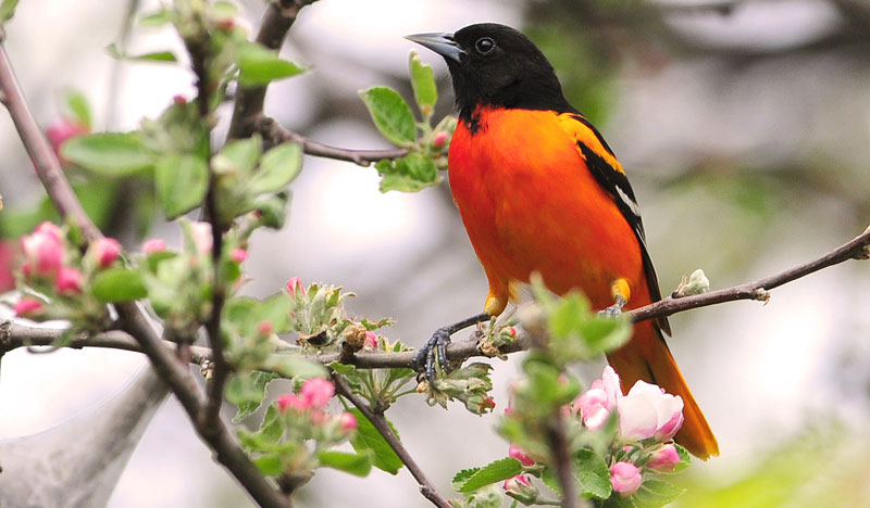 baltimore-oriole-lg.jpg